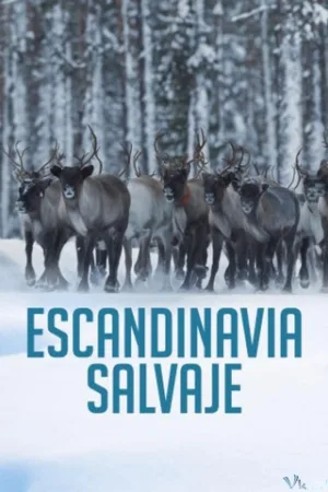 Scandinavia Hoang Dã - Wild Scandinavia